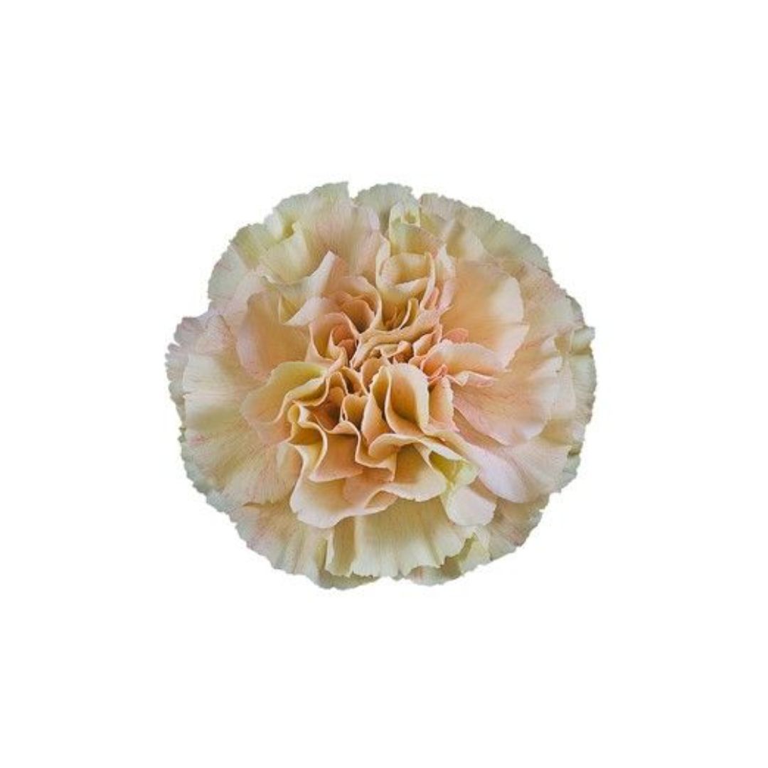 Carnation