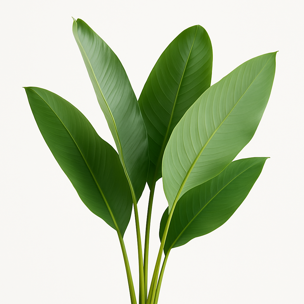 Calathea