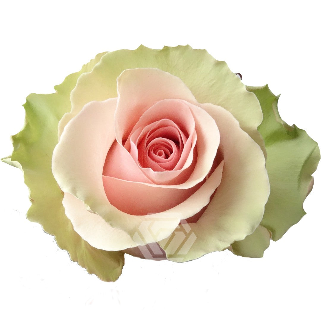 Rose Absolut in Pink