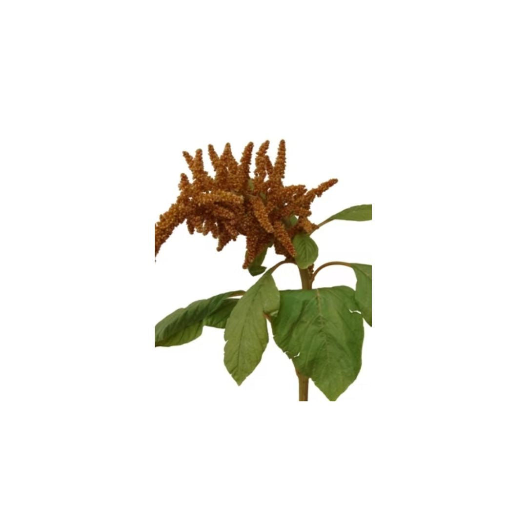 Amaranthus
