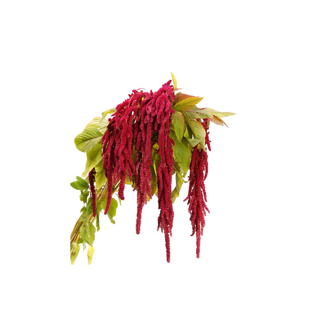 Amaranthus