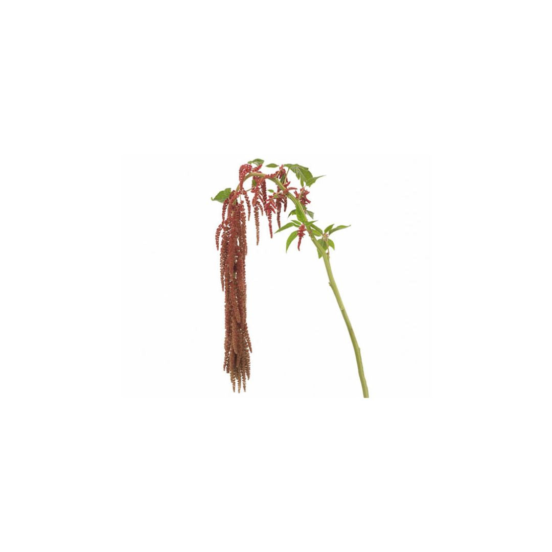 Amaranthus