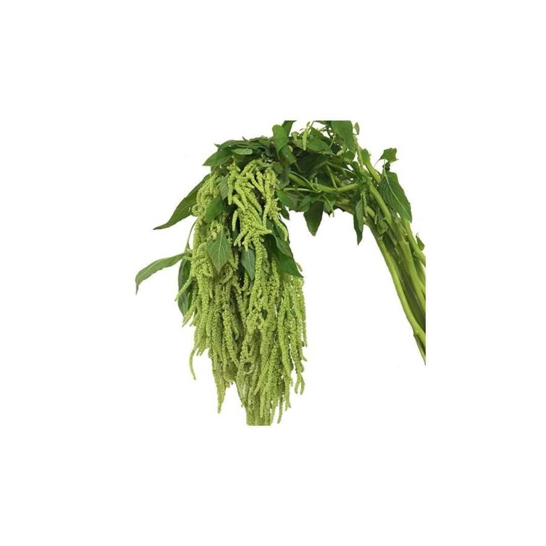 Amaranthus