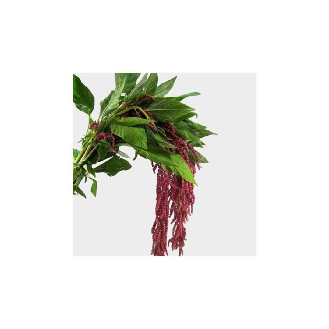 Amaranthus