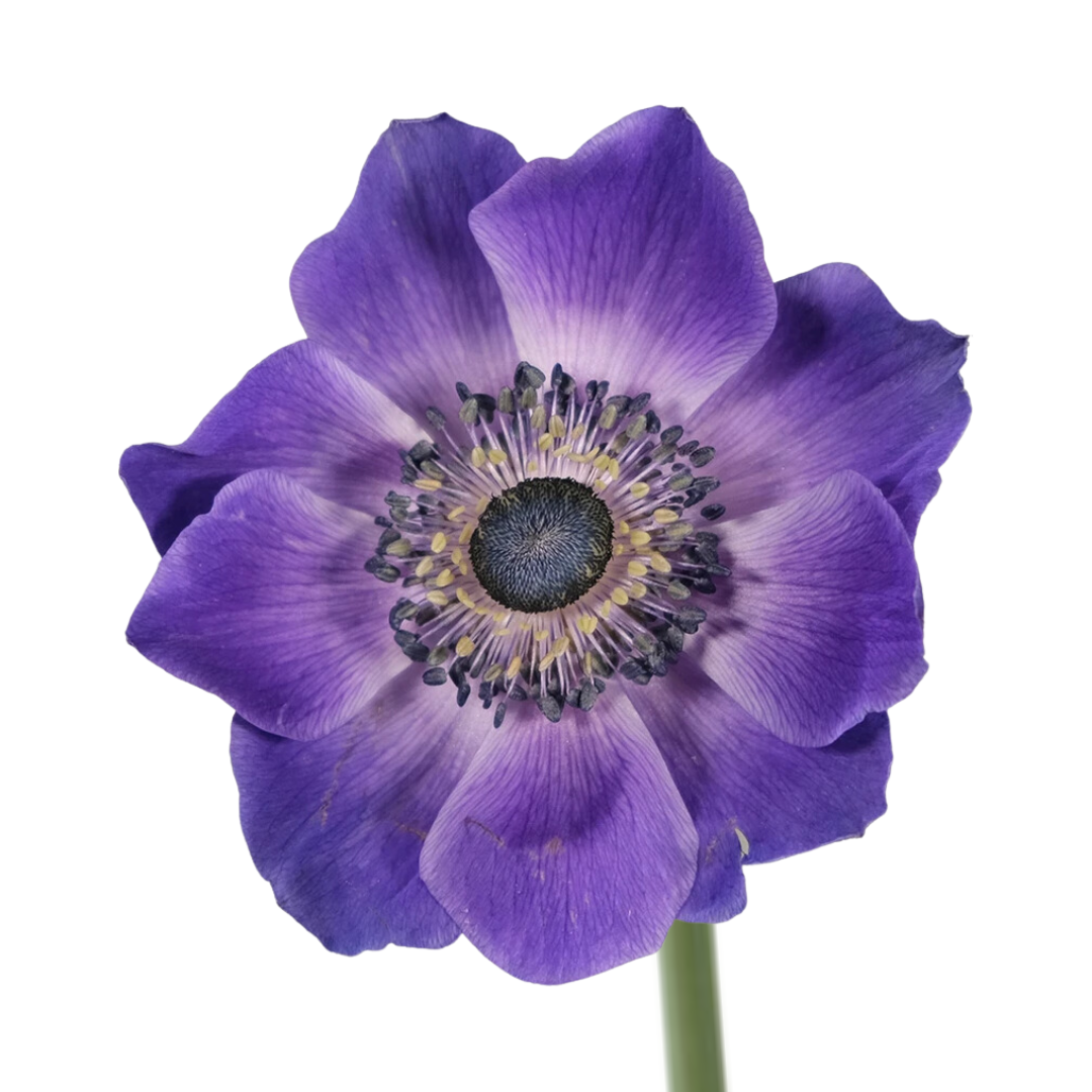 Anemone
