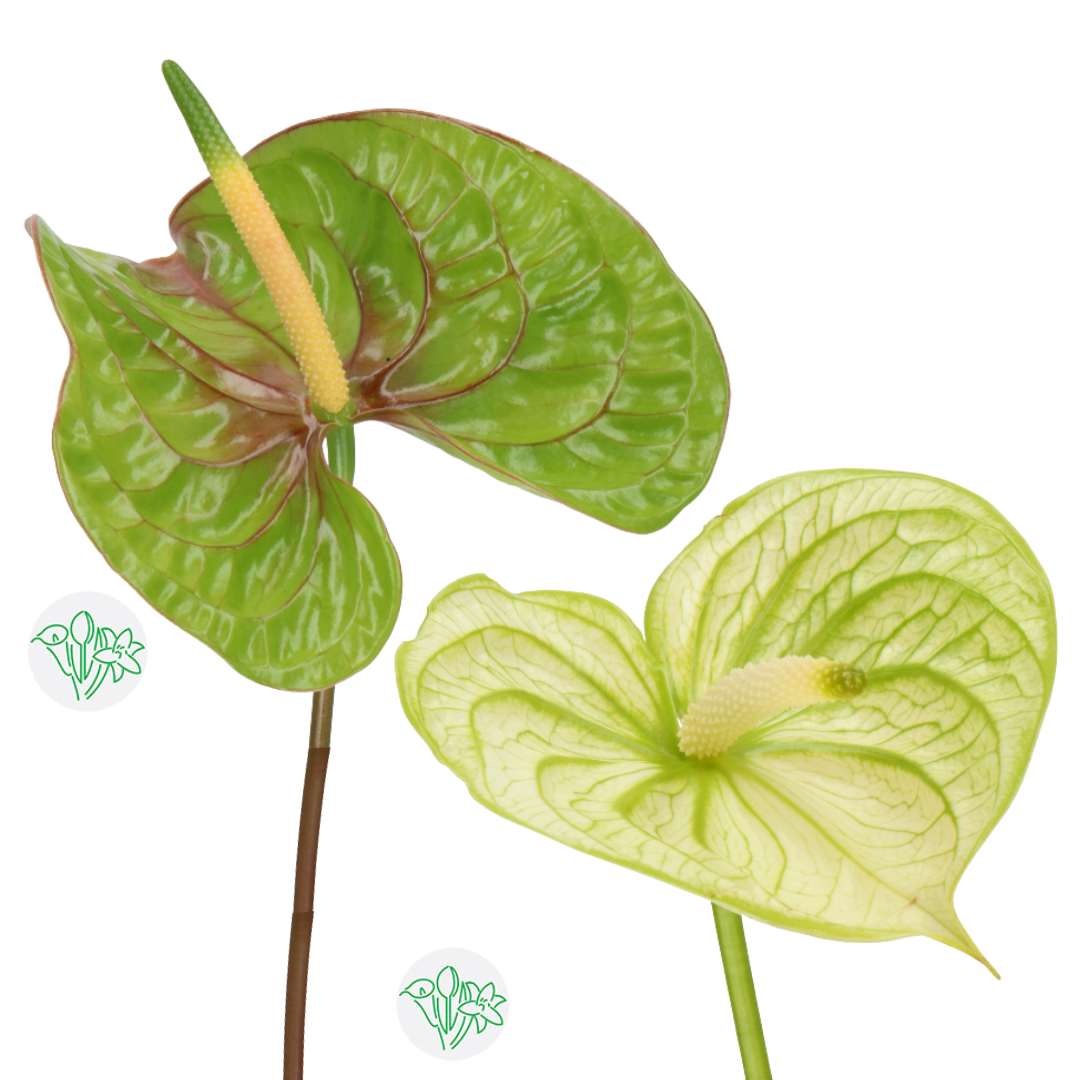 Anthurium