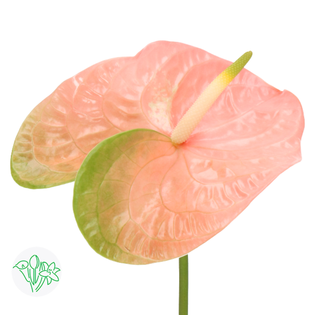 Anthurium