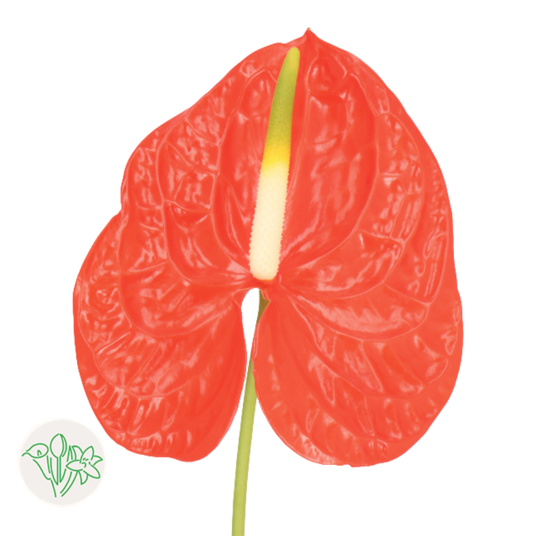 Anthurium