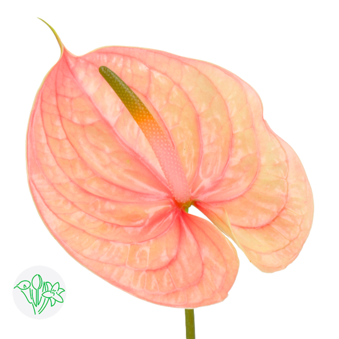 Anthurium