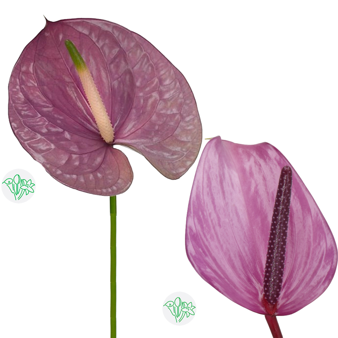 Anthurium
