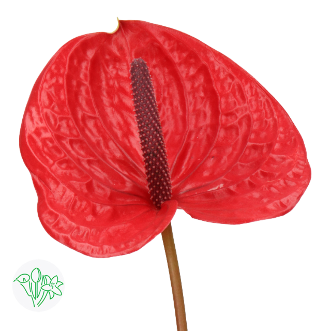 Anthurium