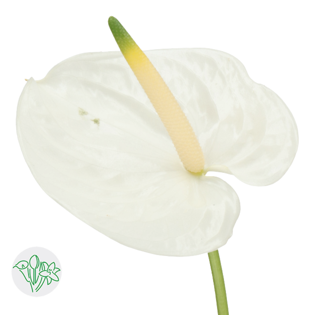 Anthurium