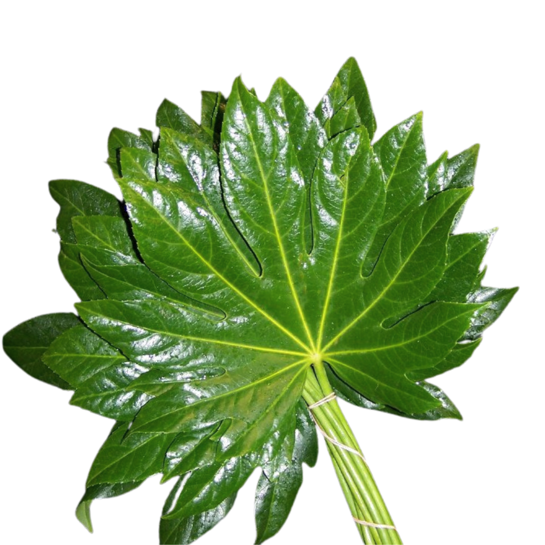 Aralia