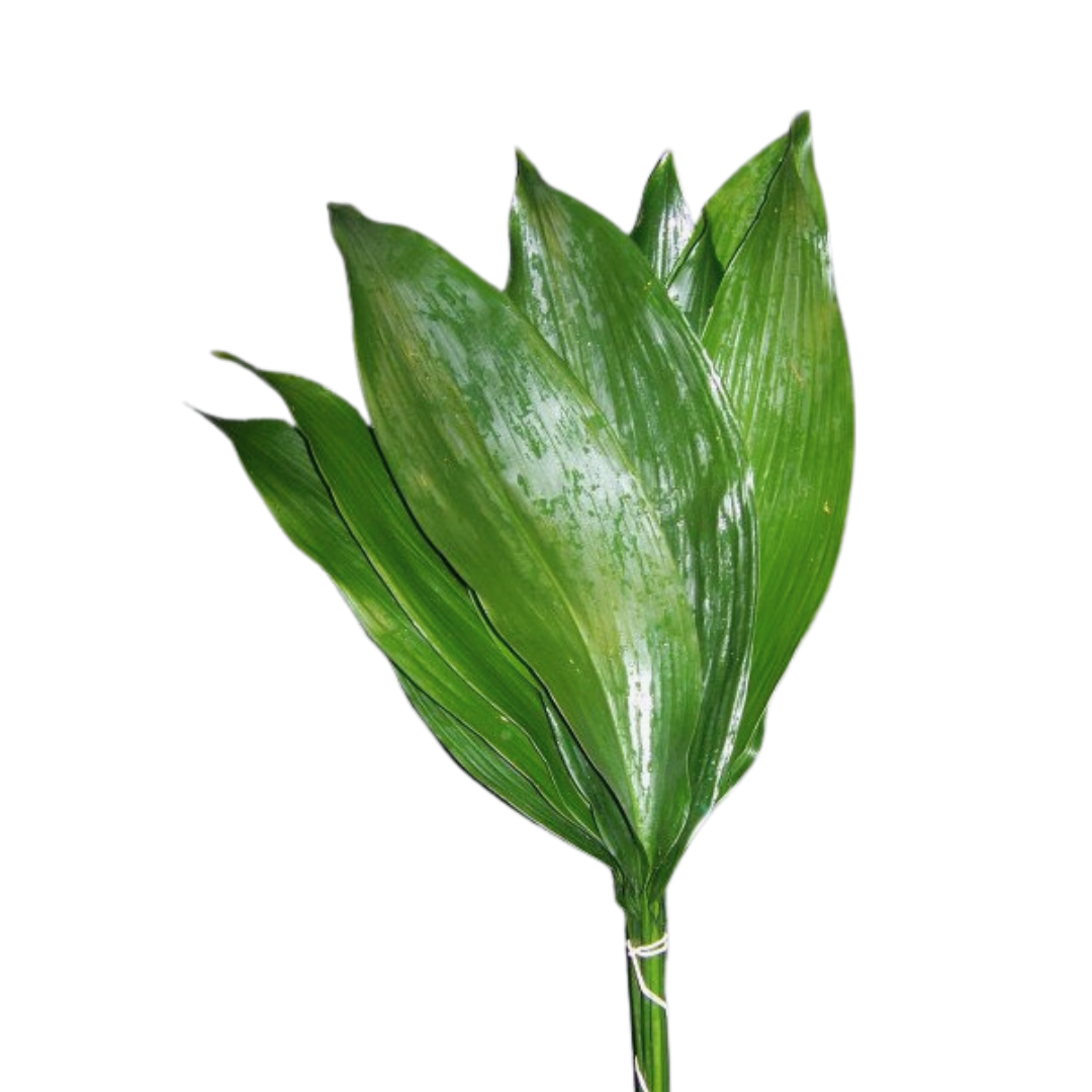 Aspidistra