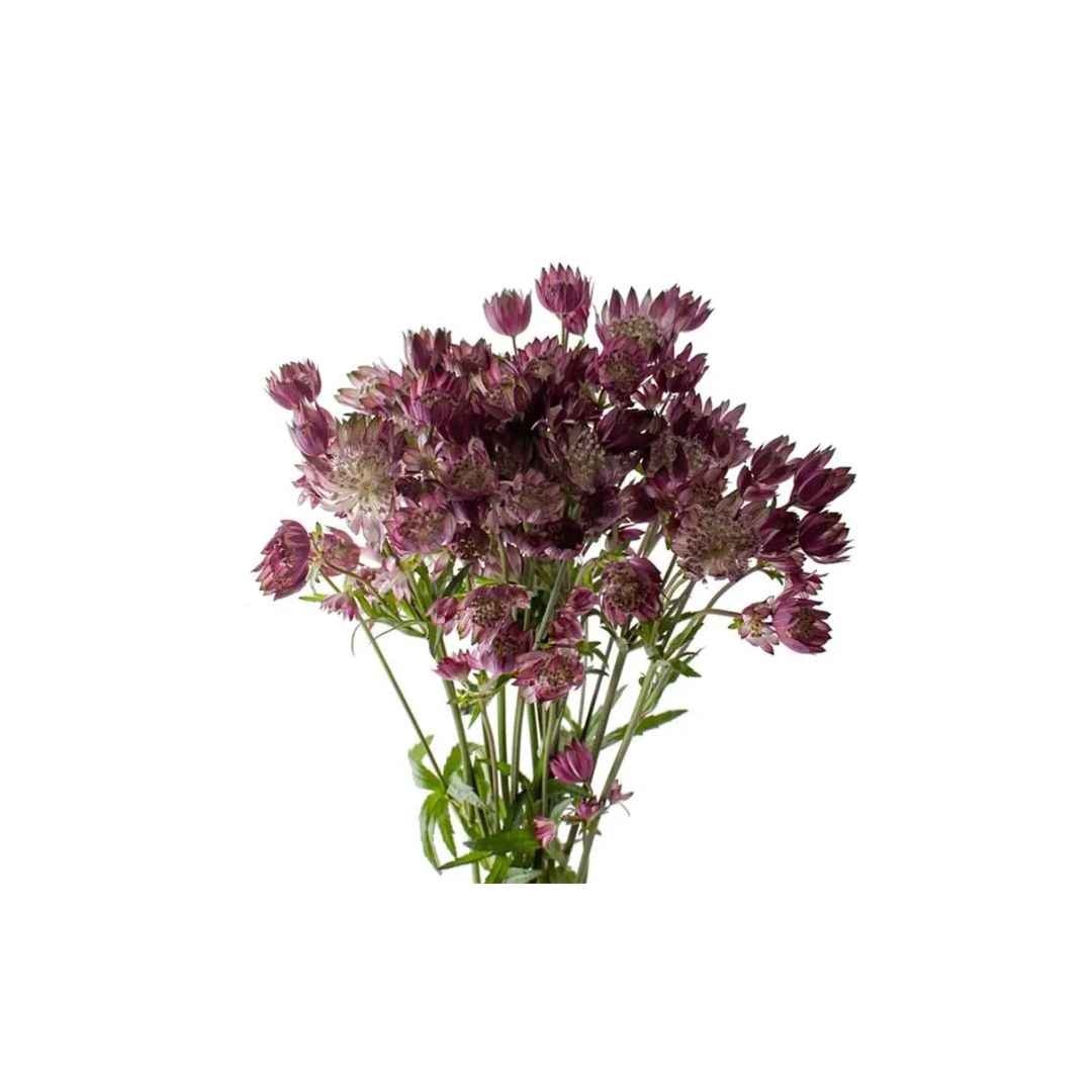 Astrantia