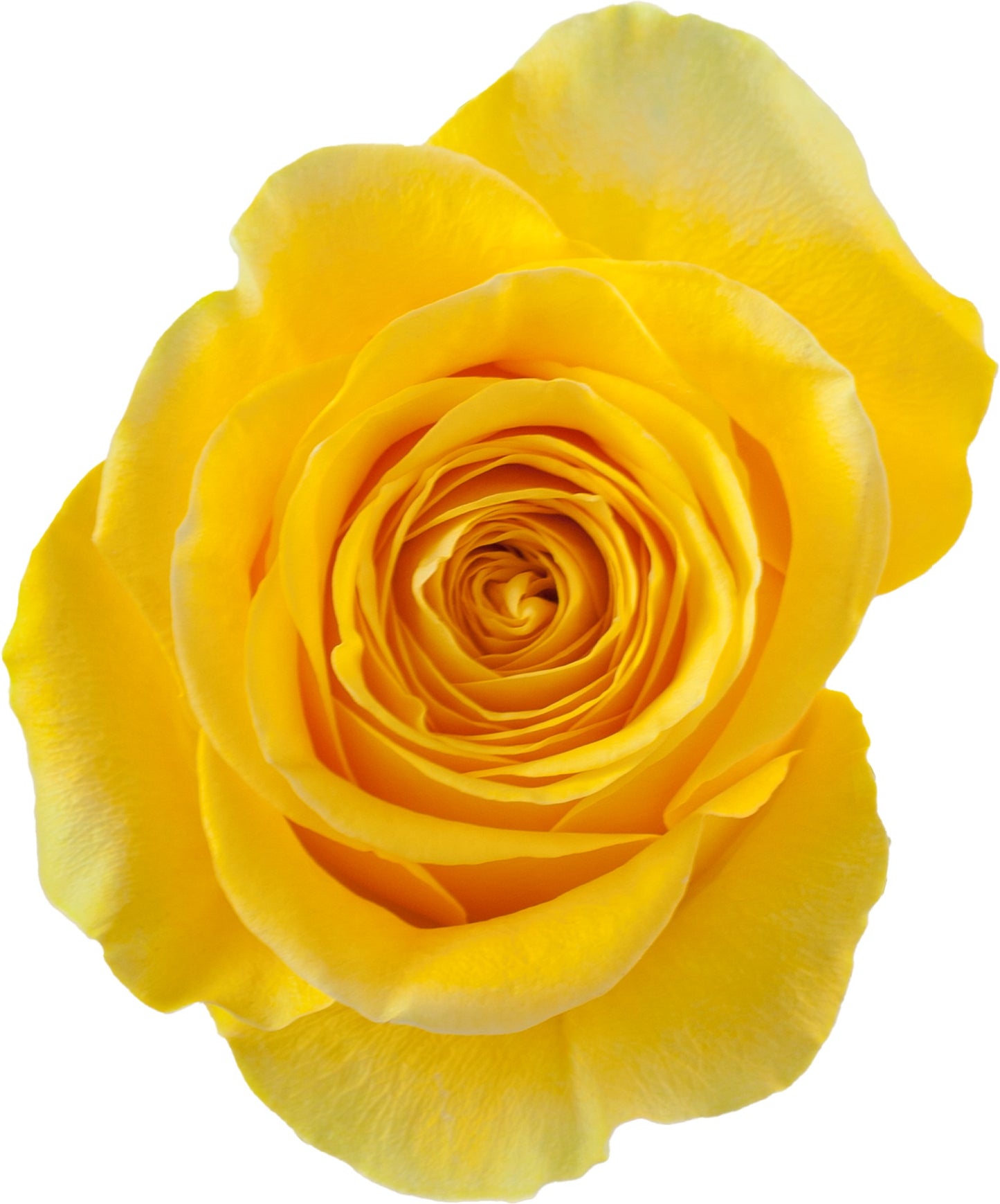 Rose Brighton