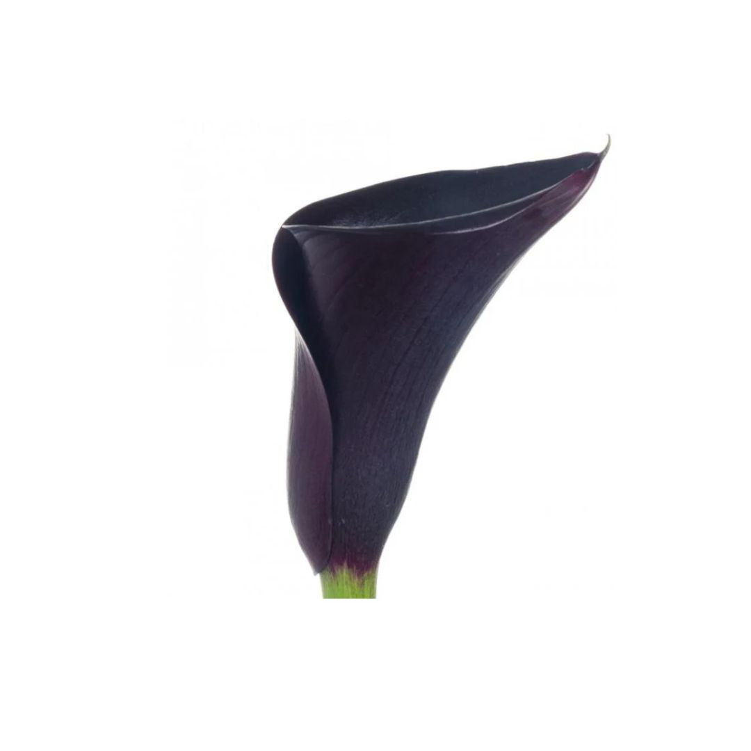 Calla Lily
