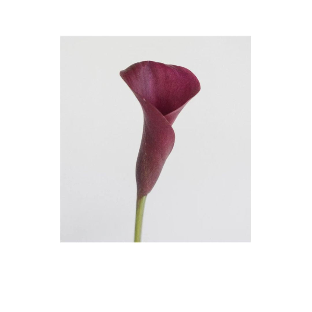 Calla Lily