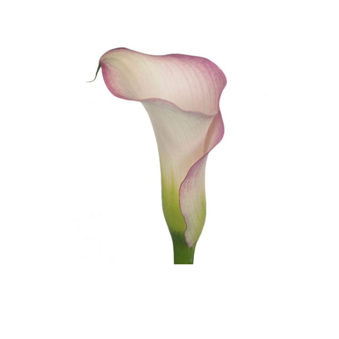 Calla Lily