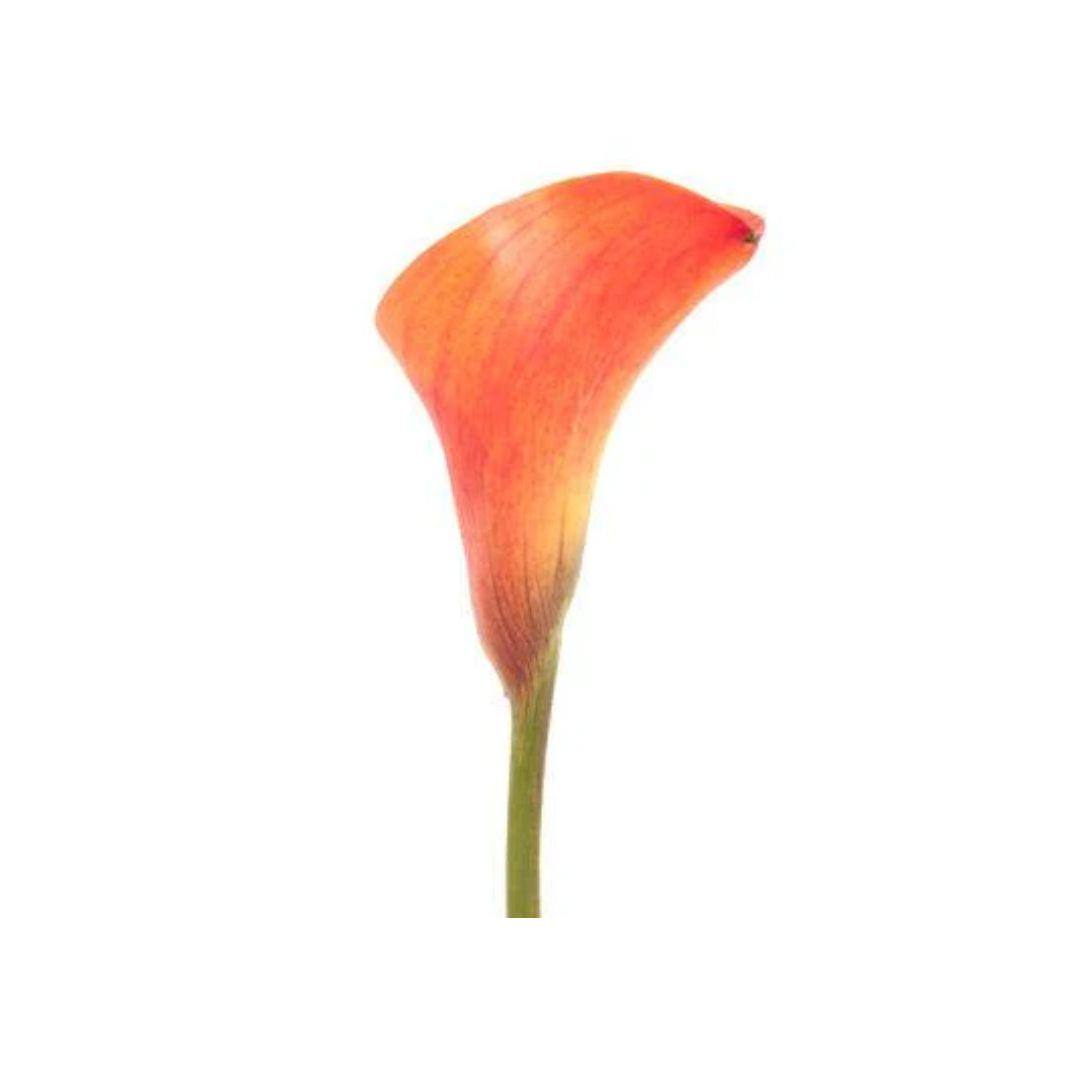 Calla Lily