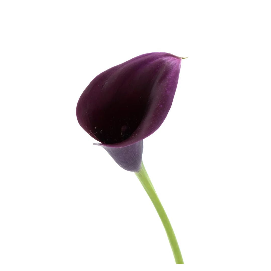 Calla Lily