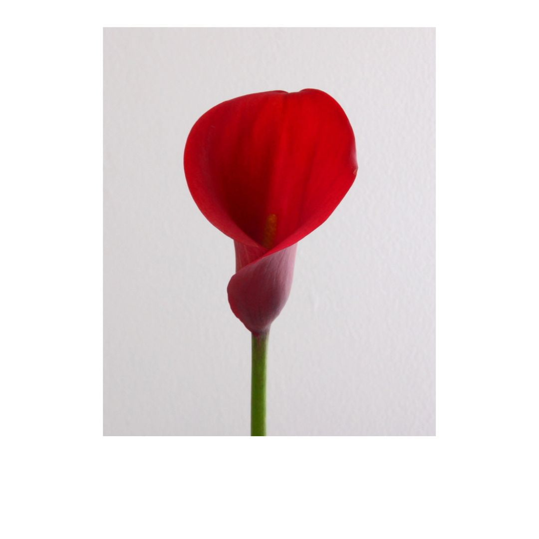 Calla Lily