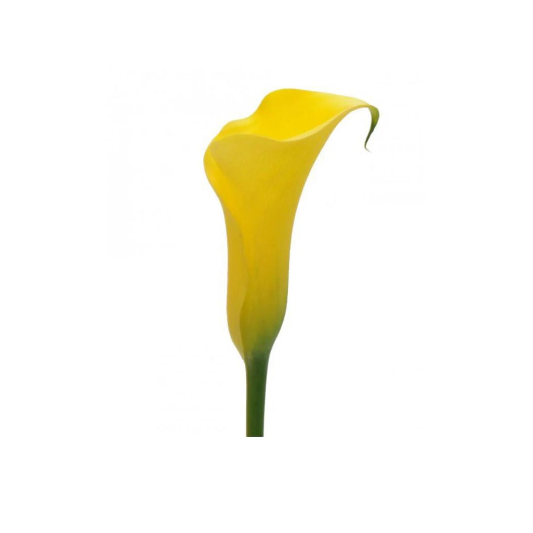 Calla Lily