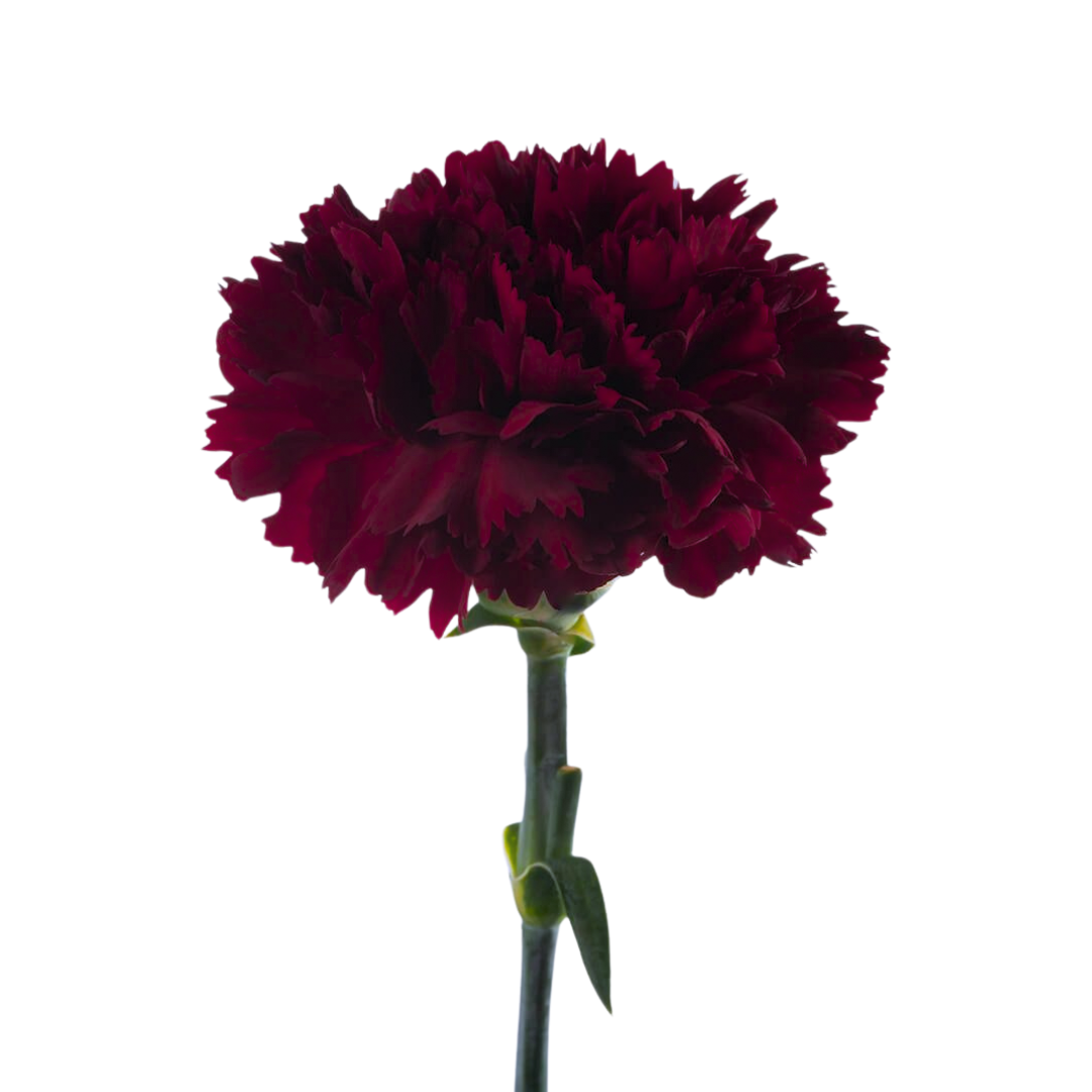 Carnation