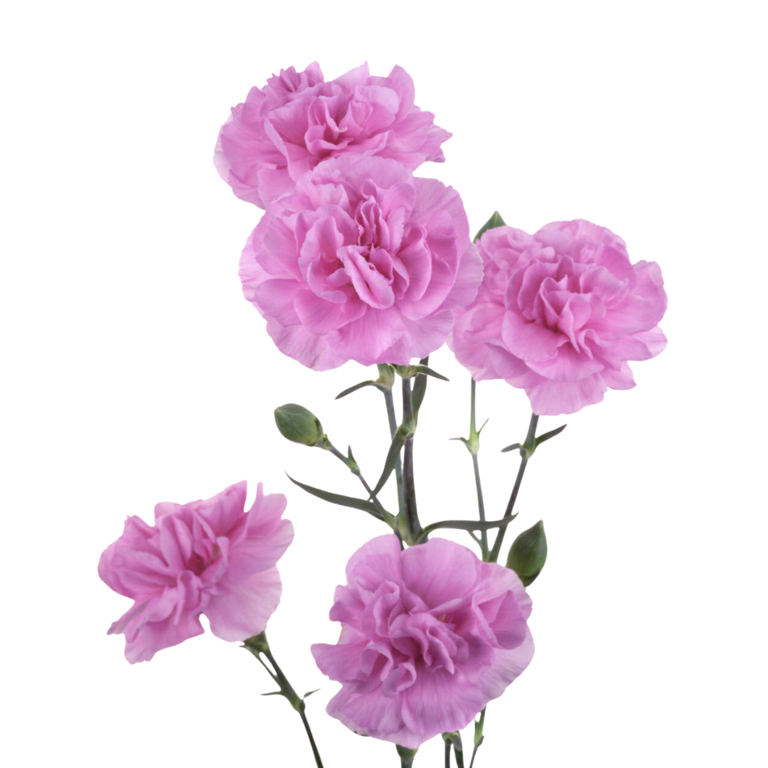 Carnation Mini