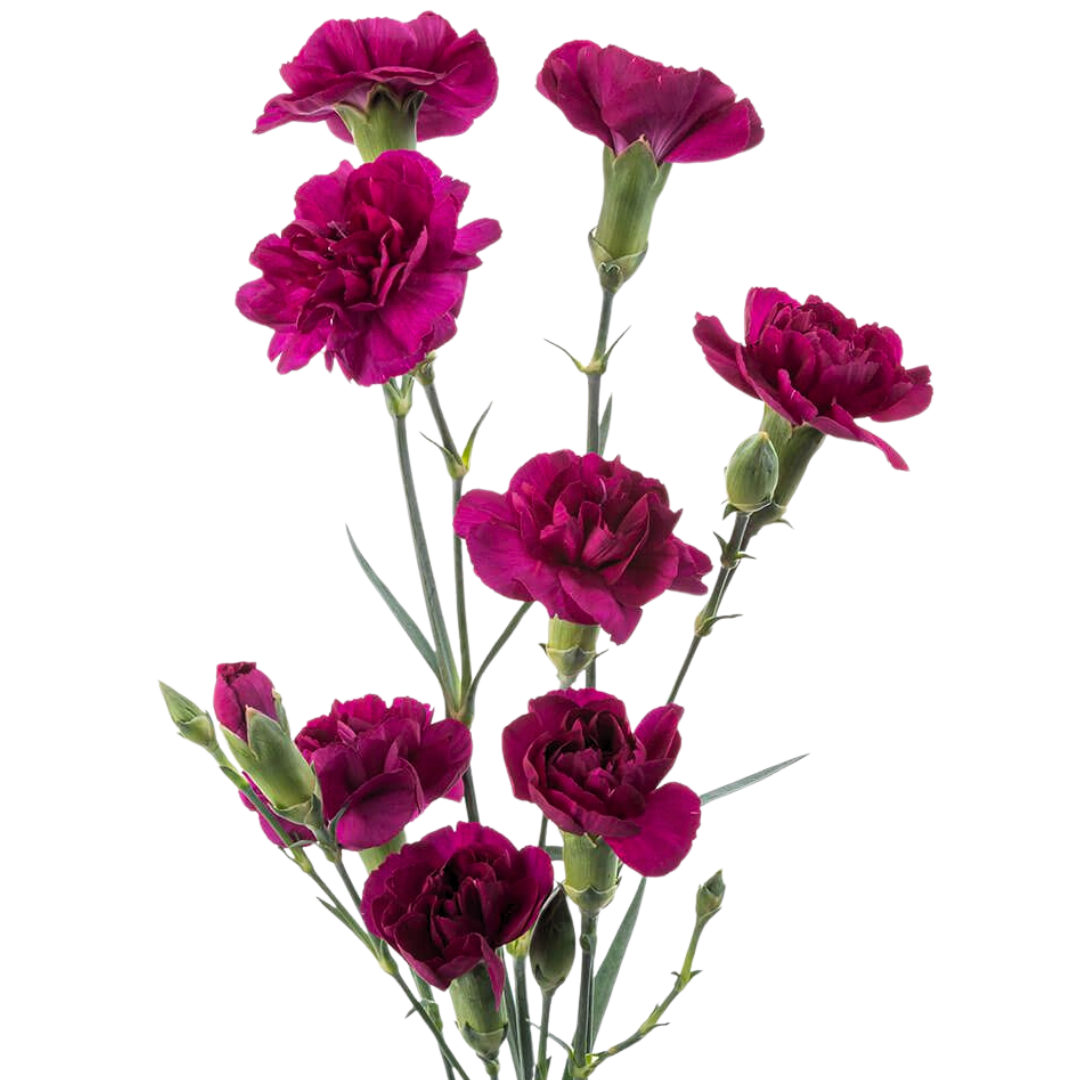 Carnation Mini