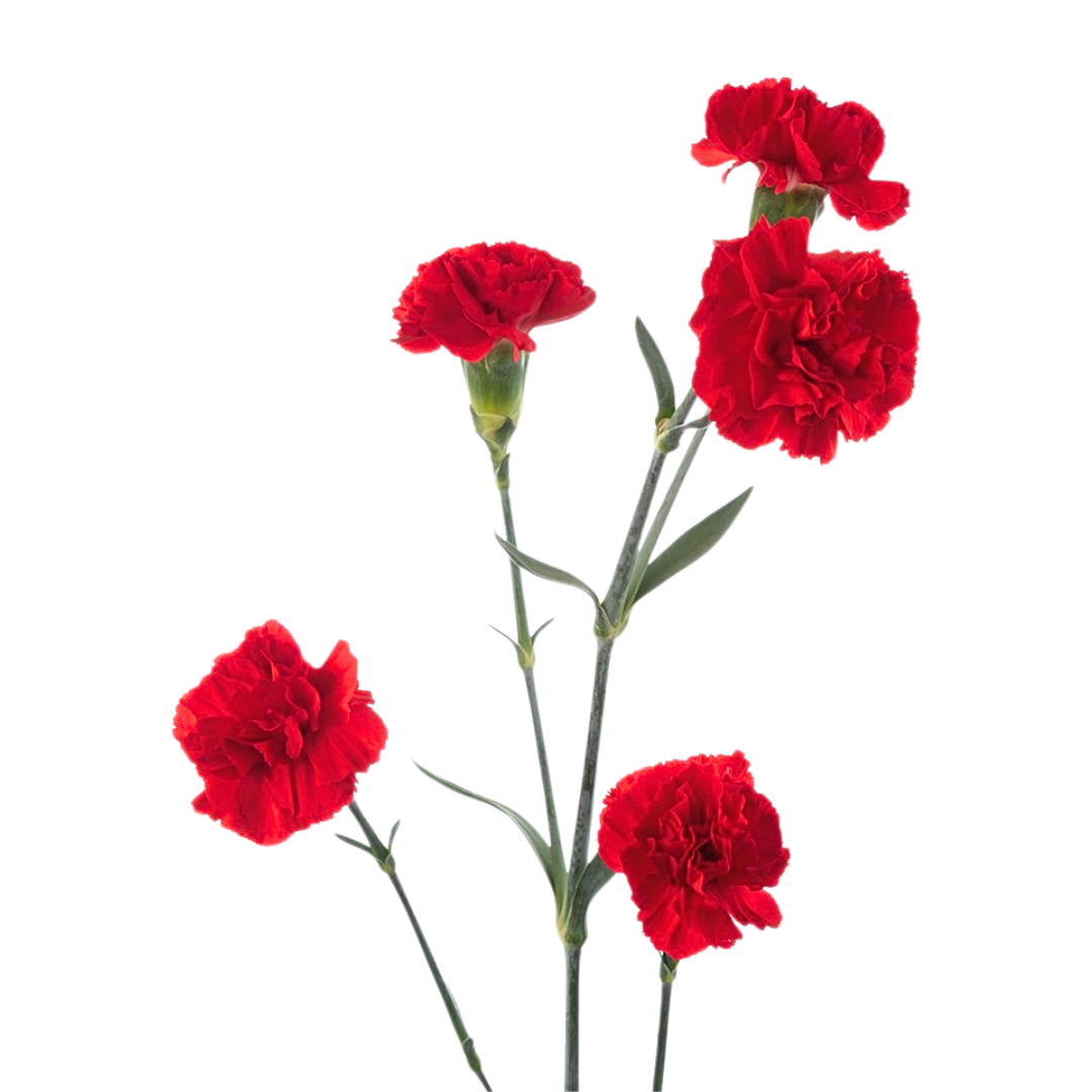 Carnation Mini