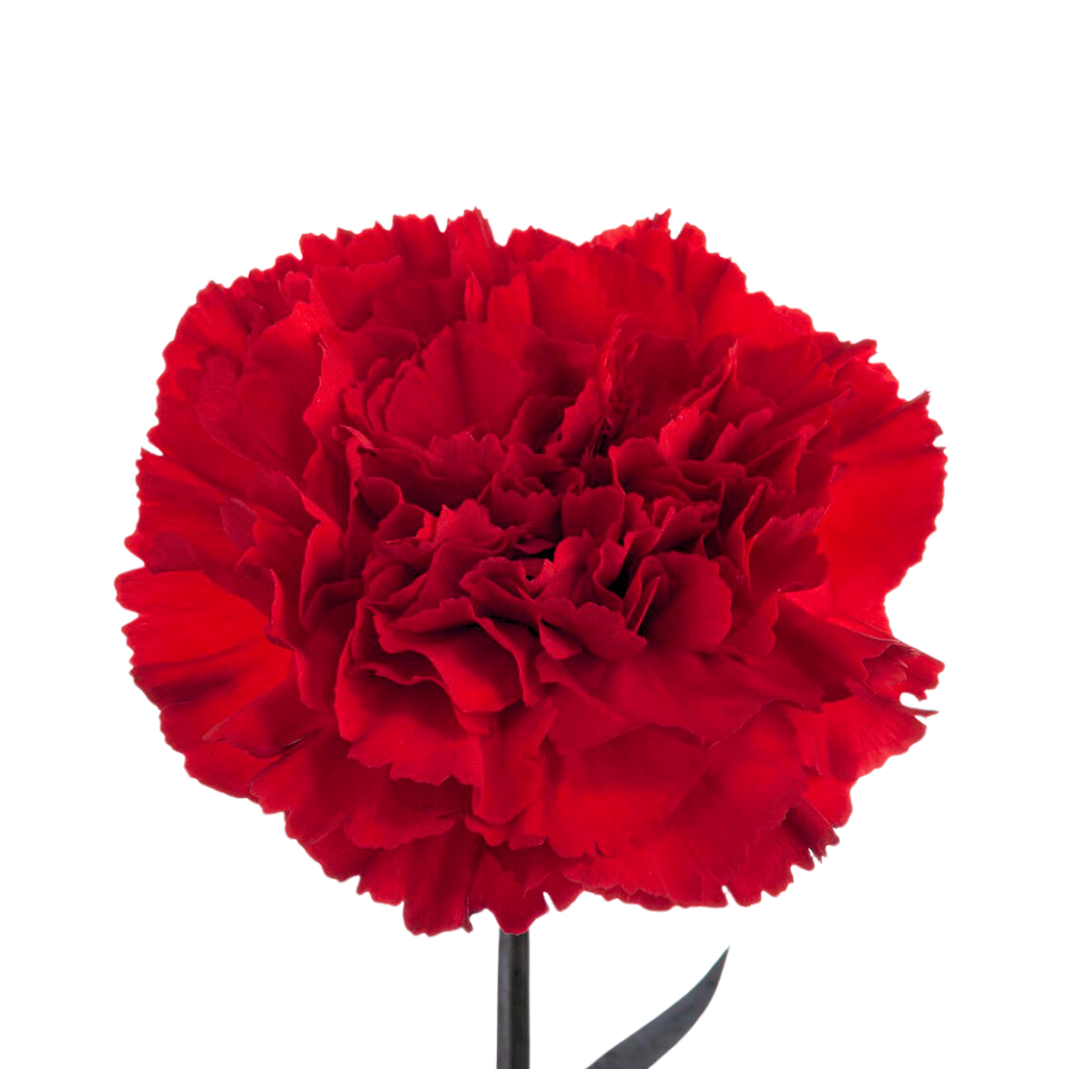 Carnation
