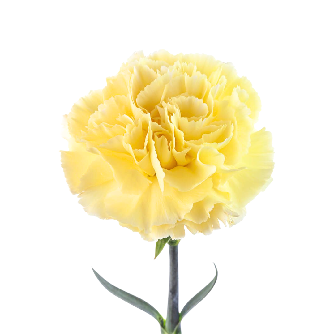 Carnation