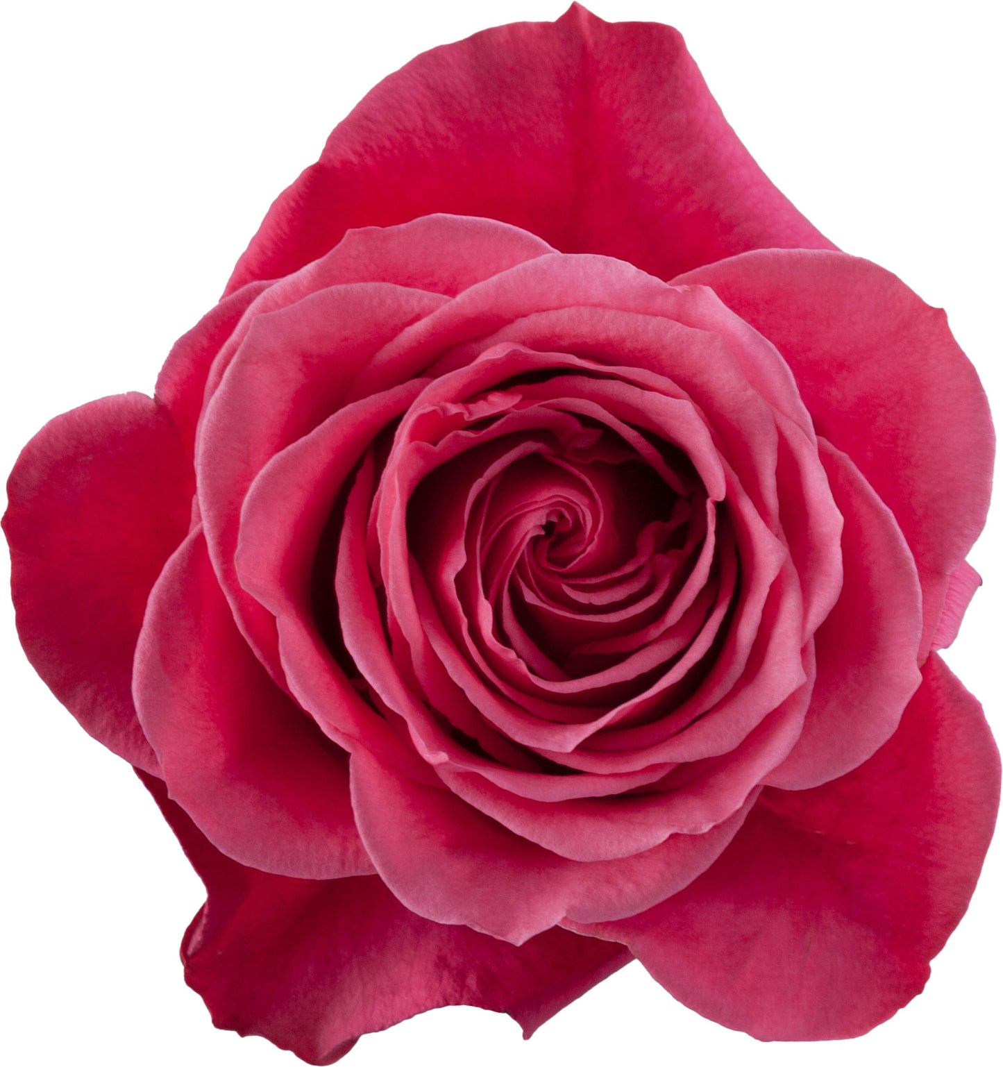 Rose Cherry O