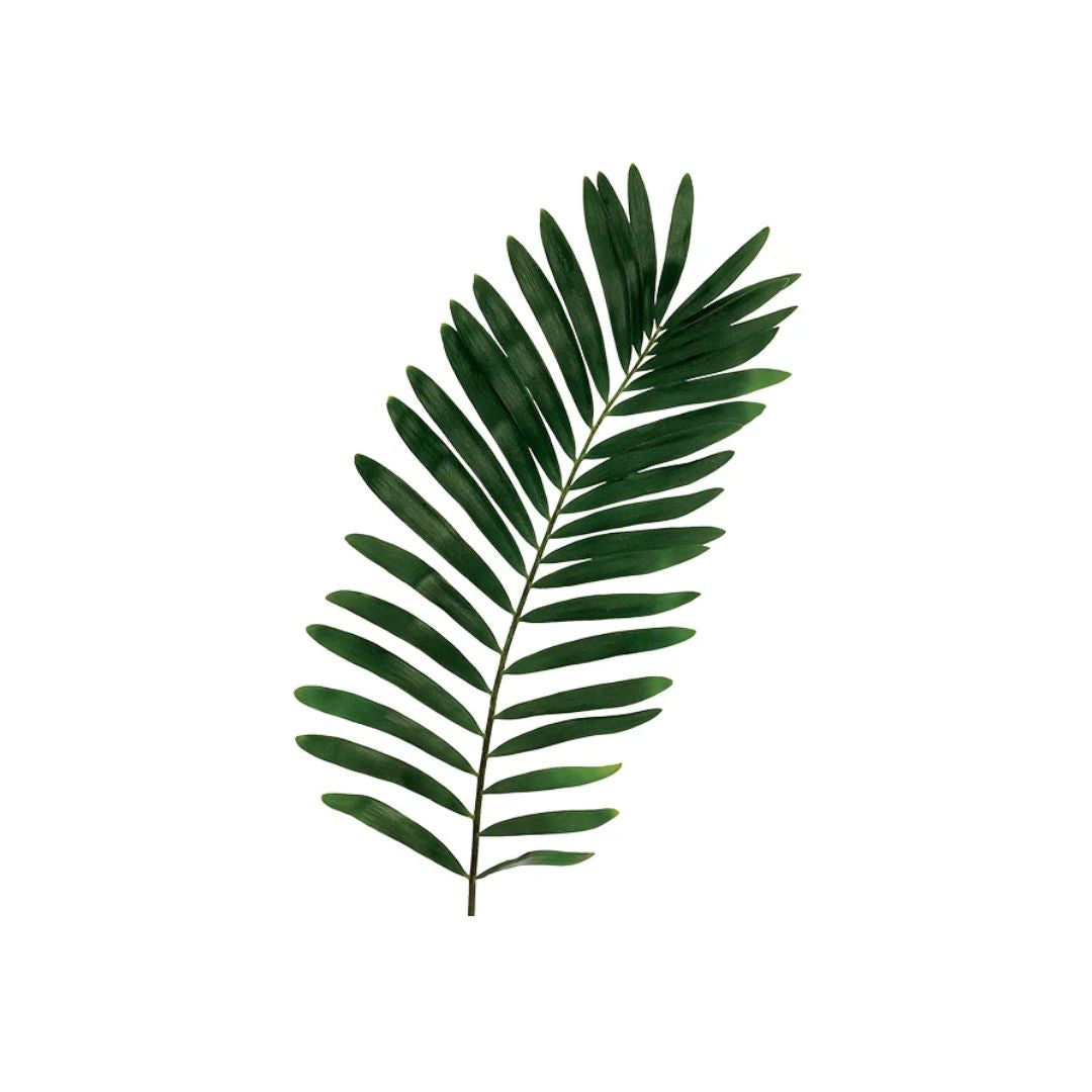 Fern