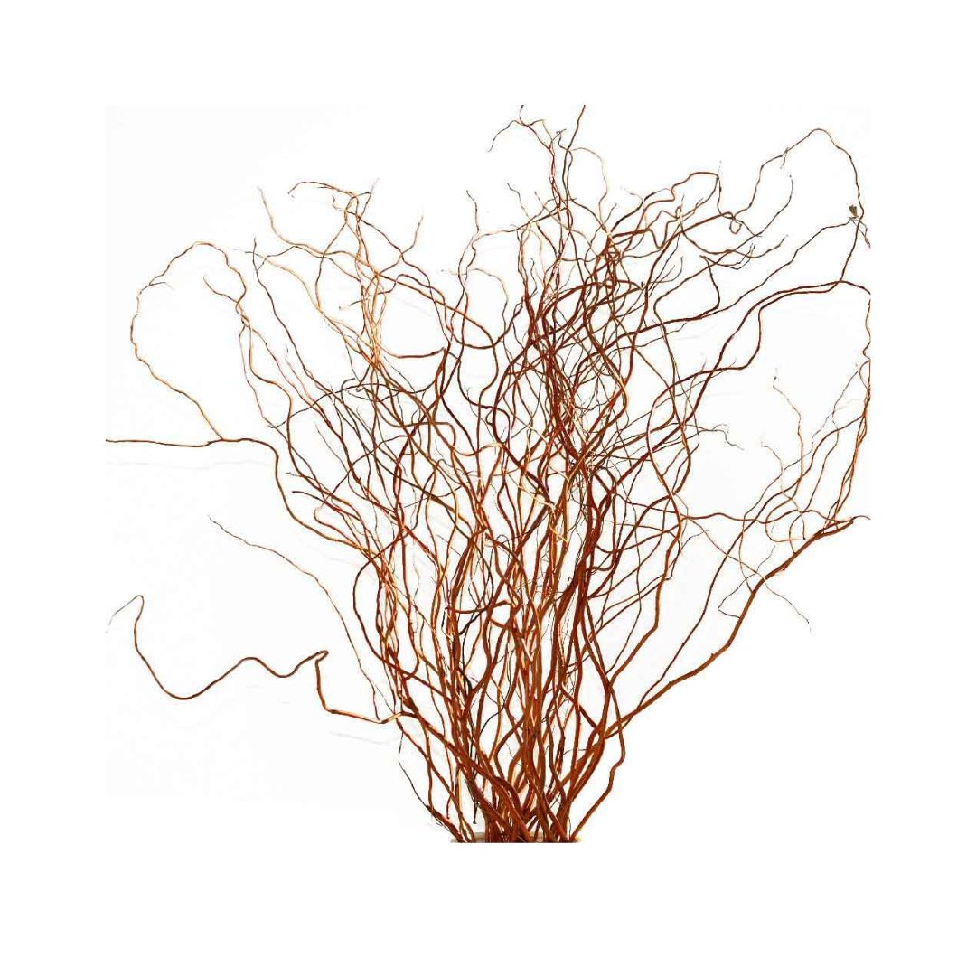 Curly Willow