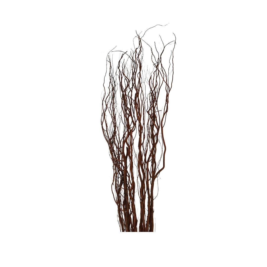 Curly Willow