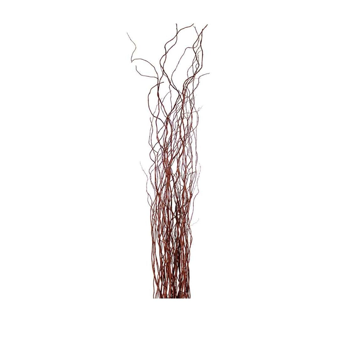 Curly Willow