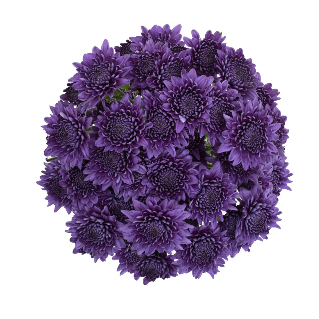 Cushion BluOcean