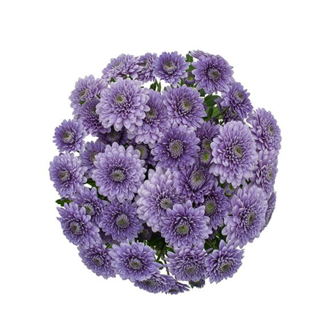 Cushion BluOcean