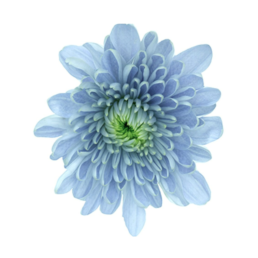 Cushion BluOcean