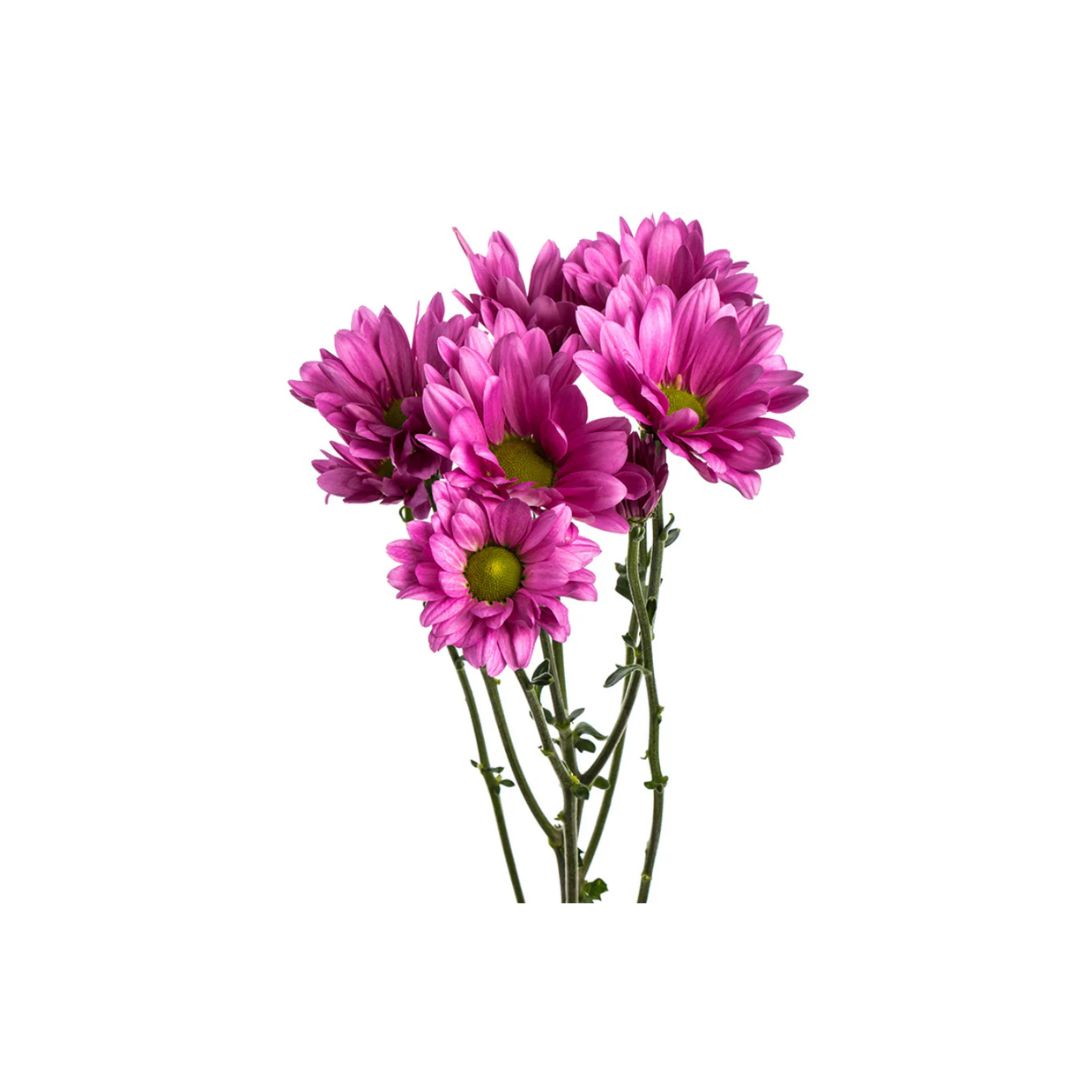 Daisy