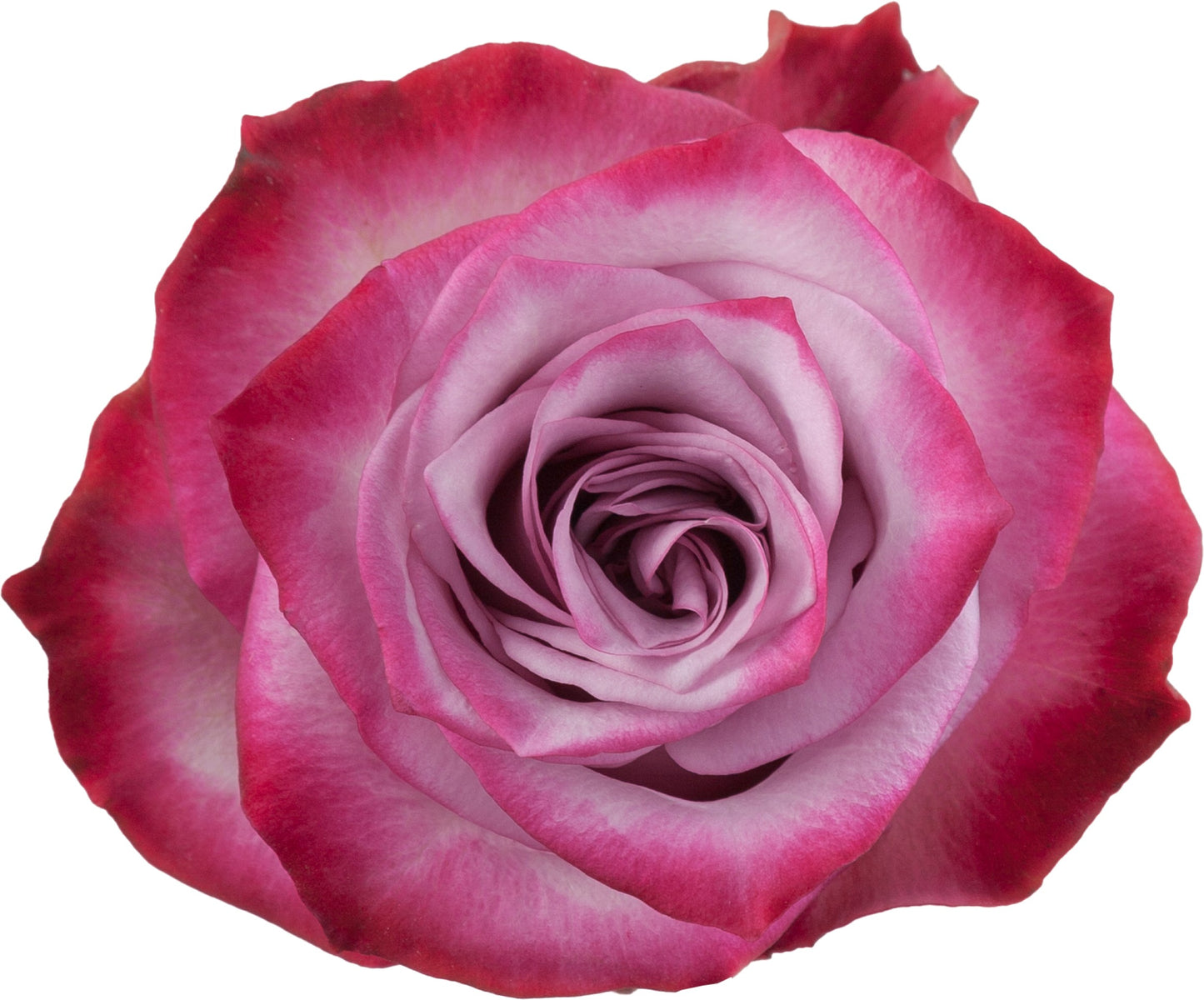 Rose Deep Purple