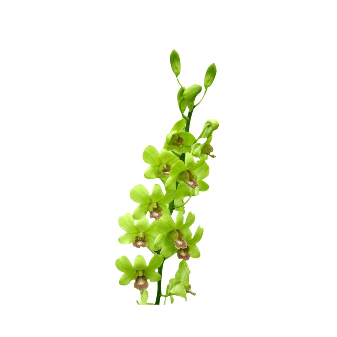 Dendrobium Orchid
