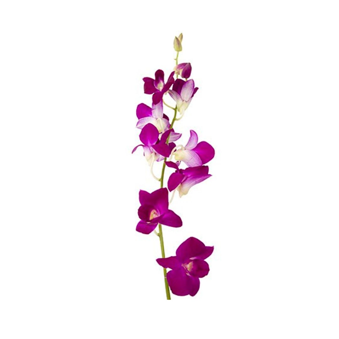 Dendrobium Orchid