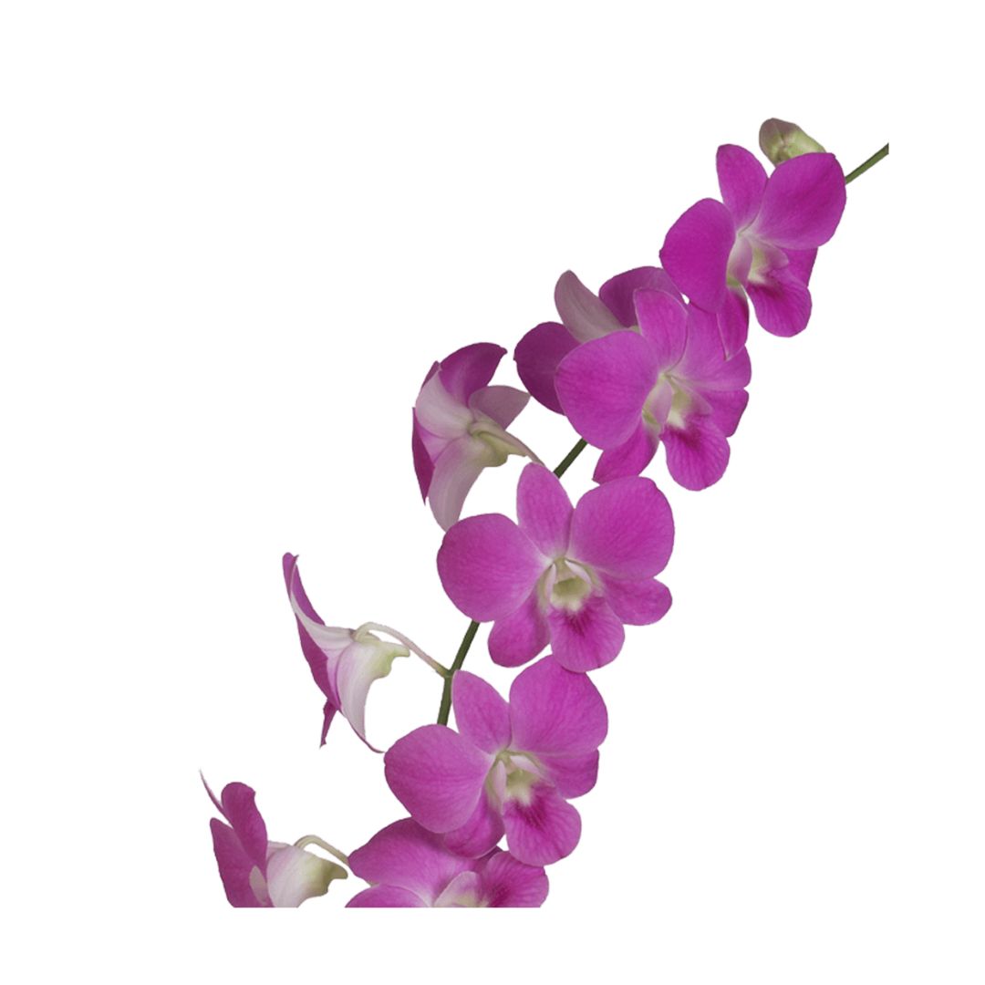 Dendrobium Orchid
