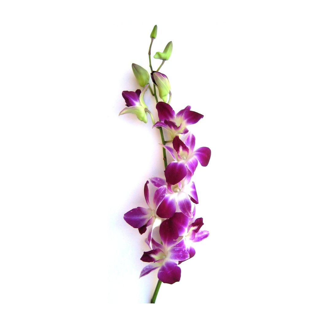 Dendrobium Orchid