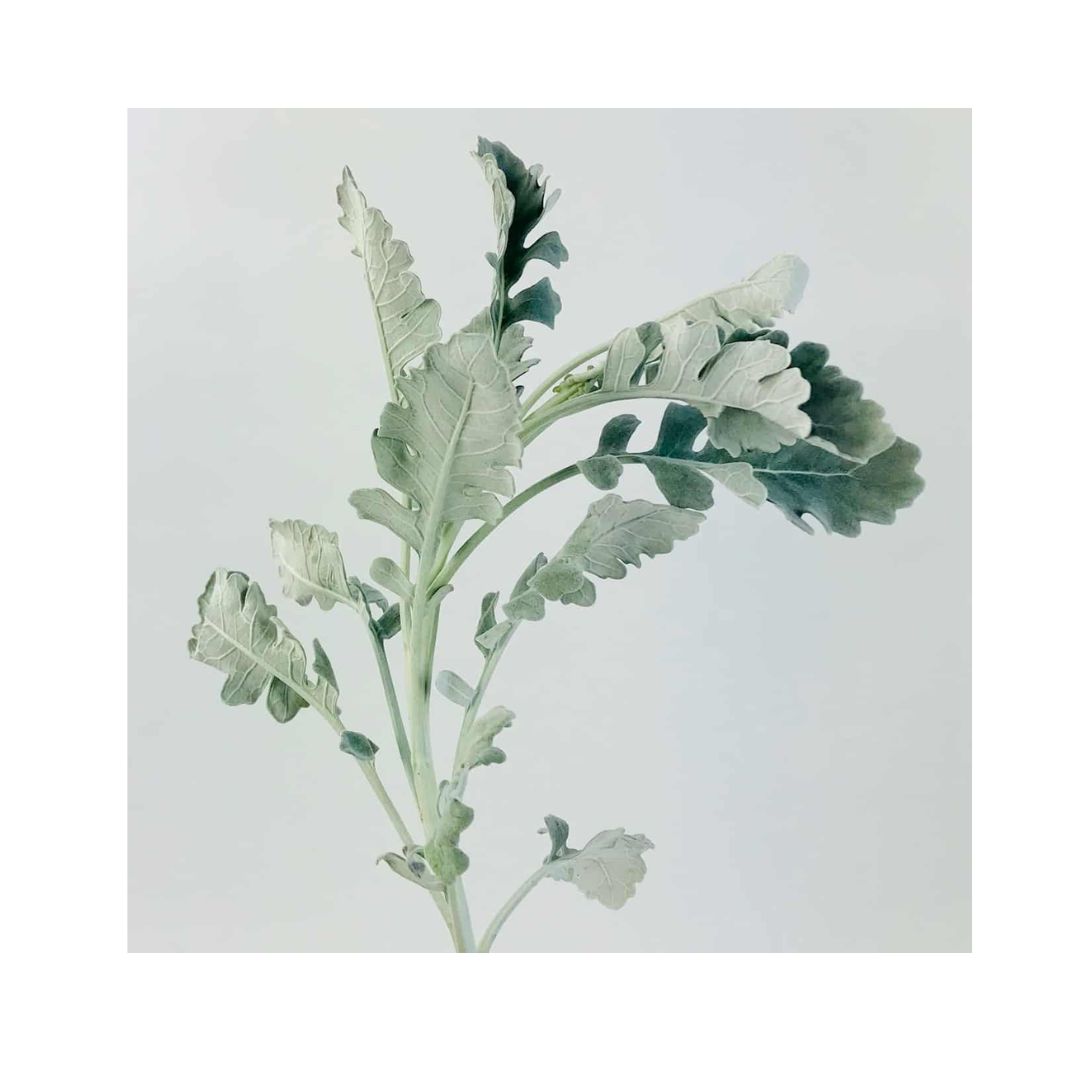 Dusty Miller