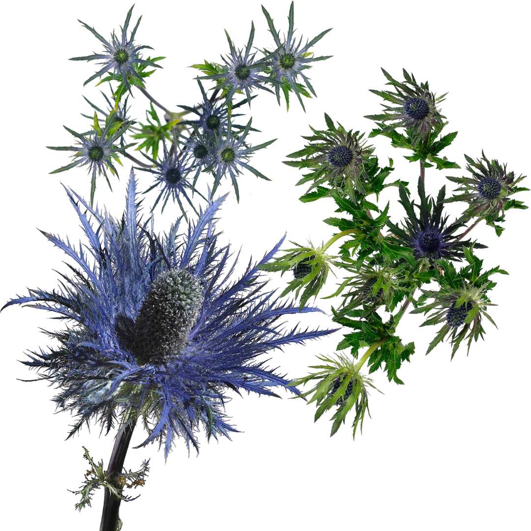 Eryngium (Thistle)