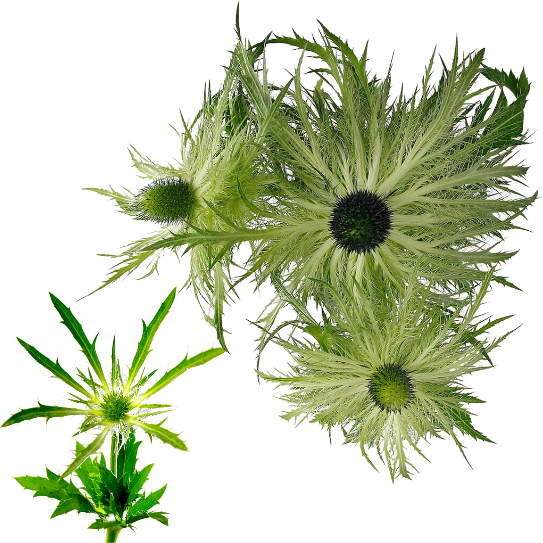 Eryngium (Thistle)